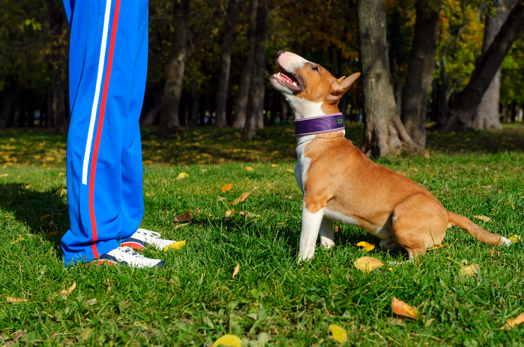 Dog Training Services for Better Canine Behavior